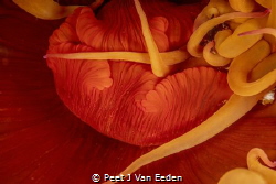 Finger Lickin' Good. False Plum Anemone stretching out it... by Peet J Van Eeden 